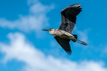 D81_8851-Edit-3