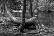 DSC_0240-Edit