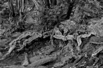 DSC_5862-Edit